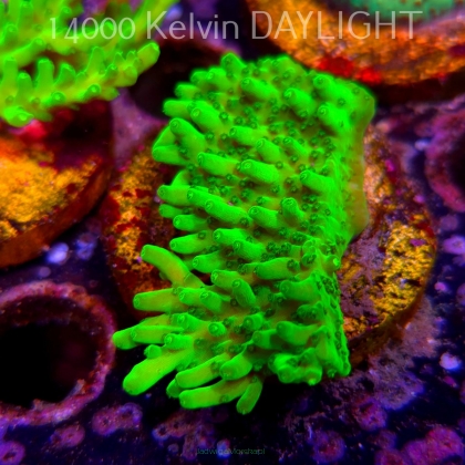 Acropora WWC Castells Banana (06.04.2025) MM6-III-29  7cm