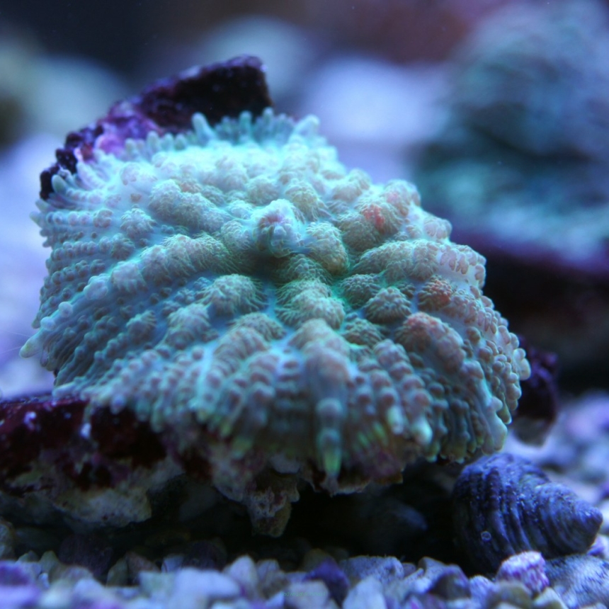 Rhodactis inchoata multicolor BALI RARYTAS