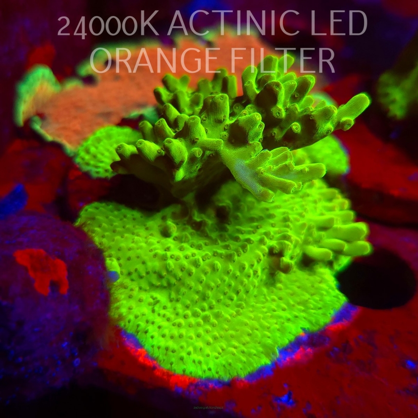 Acropora WWC Castells Banana (06.11.2025) MM1-III-1  6cm