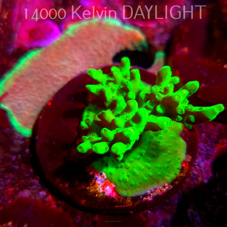 Acropora WWC Castells Banana (09.05.2025) MM1-III-1  4cm