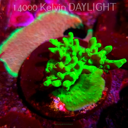 Acropora WWC Castells Banana (09.05.2025) MM1-III-1  4cm