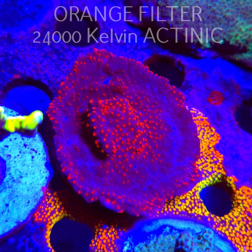 Montipora SPECIAL RED (21.06.2025) L4-I-4  6cm