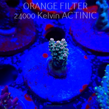 Acropora RED POLYP MEGAMAN (24.05.2025) L2-II-27  4cm