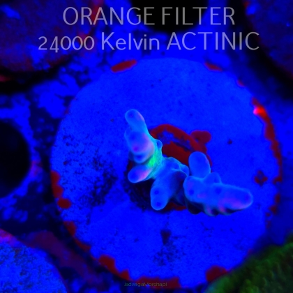 Acropora TSA RAINBOW FEVER (24.05.2025) L2-I-3  3cm