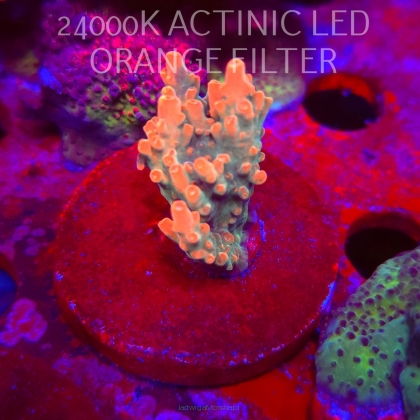 Acropora JMC SPECIAL RED (06.11.2025) MM1-III-15  4cm