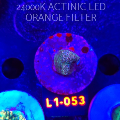 Acropora MILLEPORA PINK (09.10.2025) L1-053  4cm