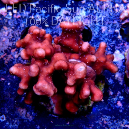 Blue Ridge Coral - Heliopora coerulea - Blue Fire Coral (27.05.2022)  5cm