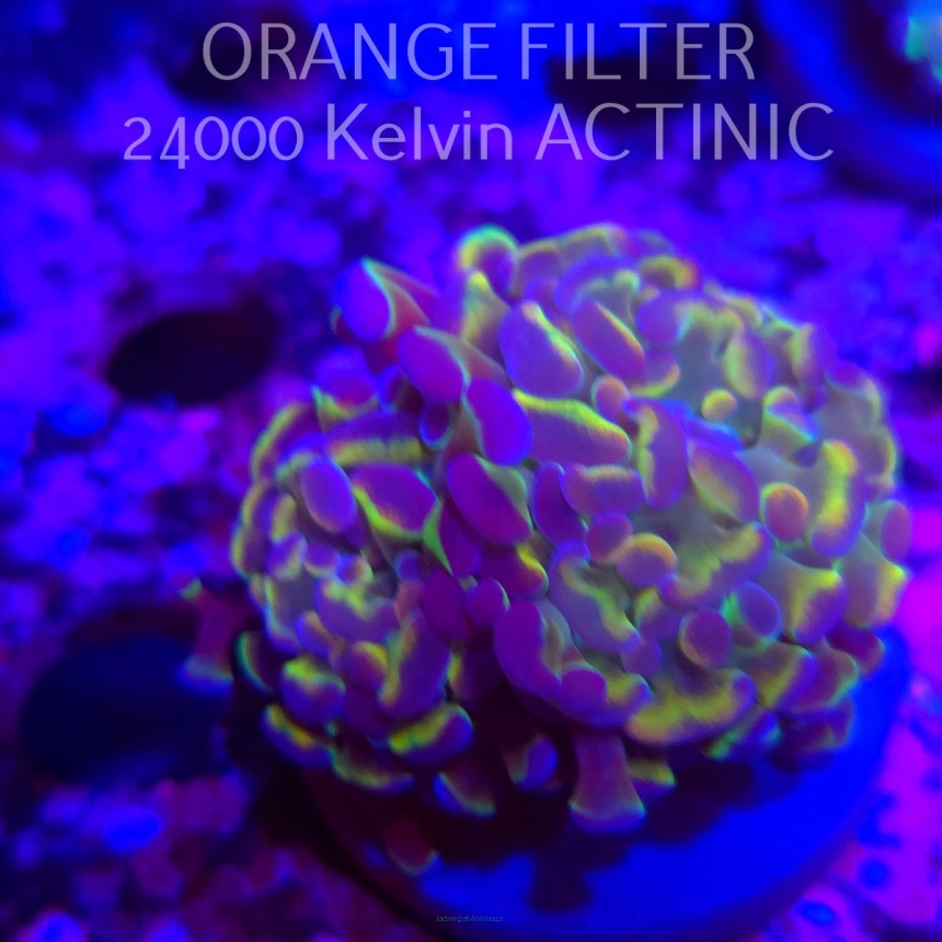  K.O. Euphyllia paraancora HOLOGRAM AURORA ULTRA (12.12.2025)  1 HEAD