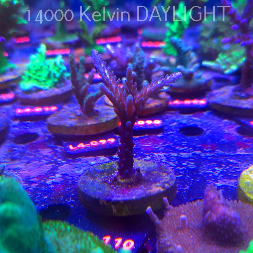 Acropora sp. AUSTRALIA (06.01.2026) L4-110  7cm