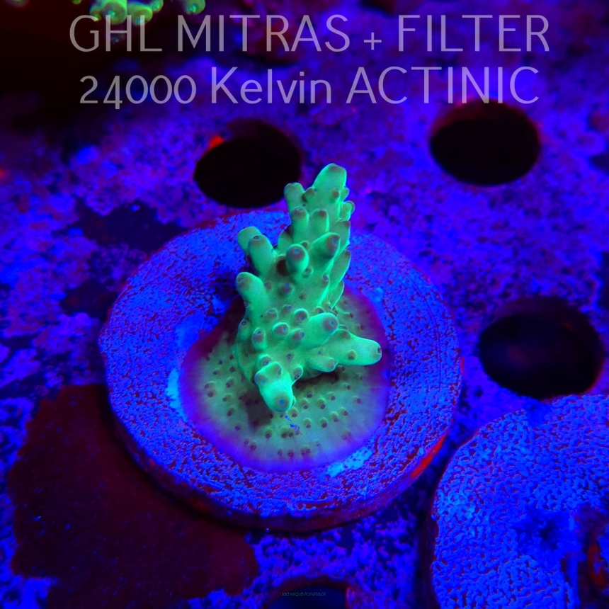 Acropora sp. AUSTRALIA  (20.02.2025) L4-III-17  4cm