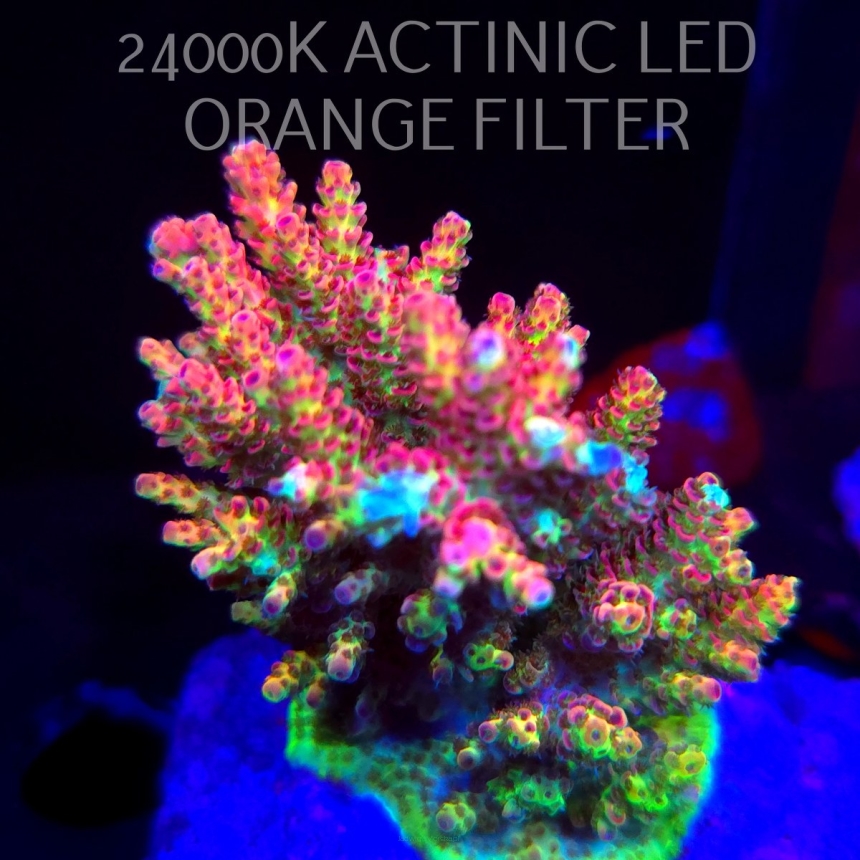 Acropora HYACINTHUS CORALSEA (07.02.2026)  8cm