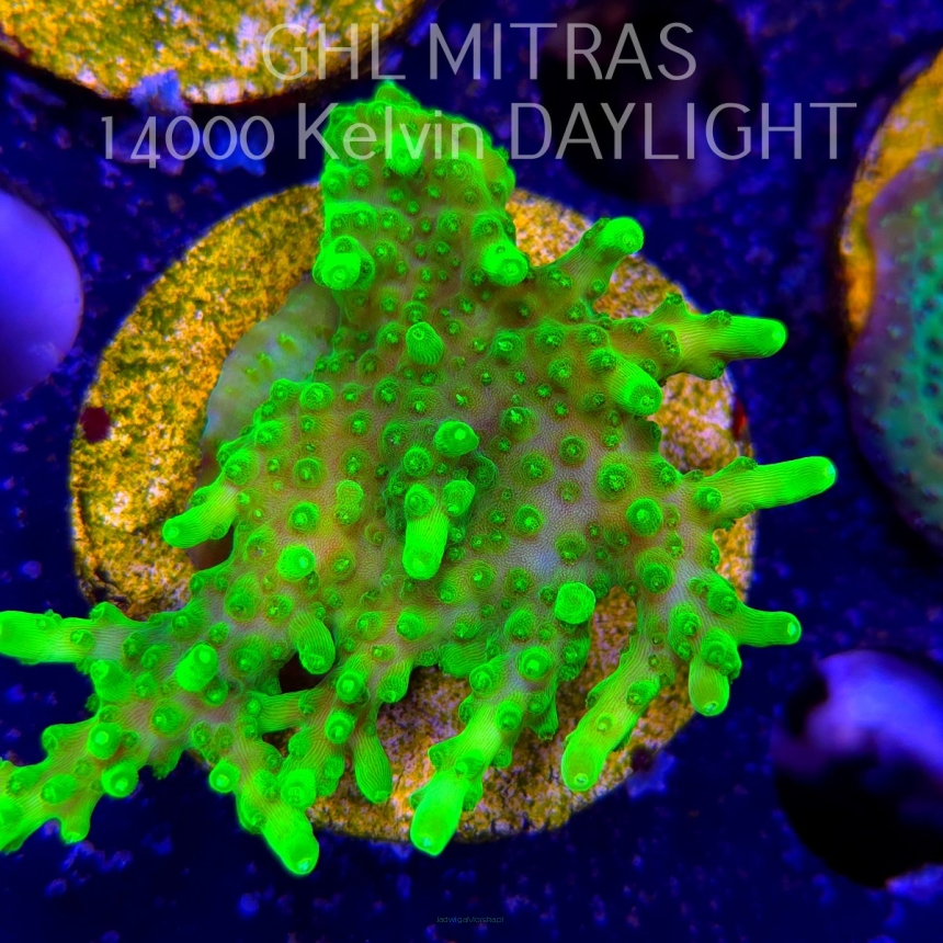 Acropora WWC Castells Banana (20.02.2025) L4-I-21  7cm