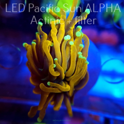   Euphyllia glabrescens OG HELLFIRE TORCH (26.10.2023) 1 HEAD