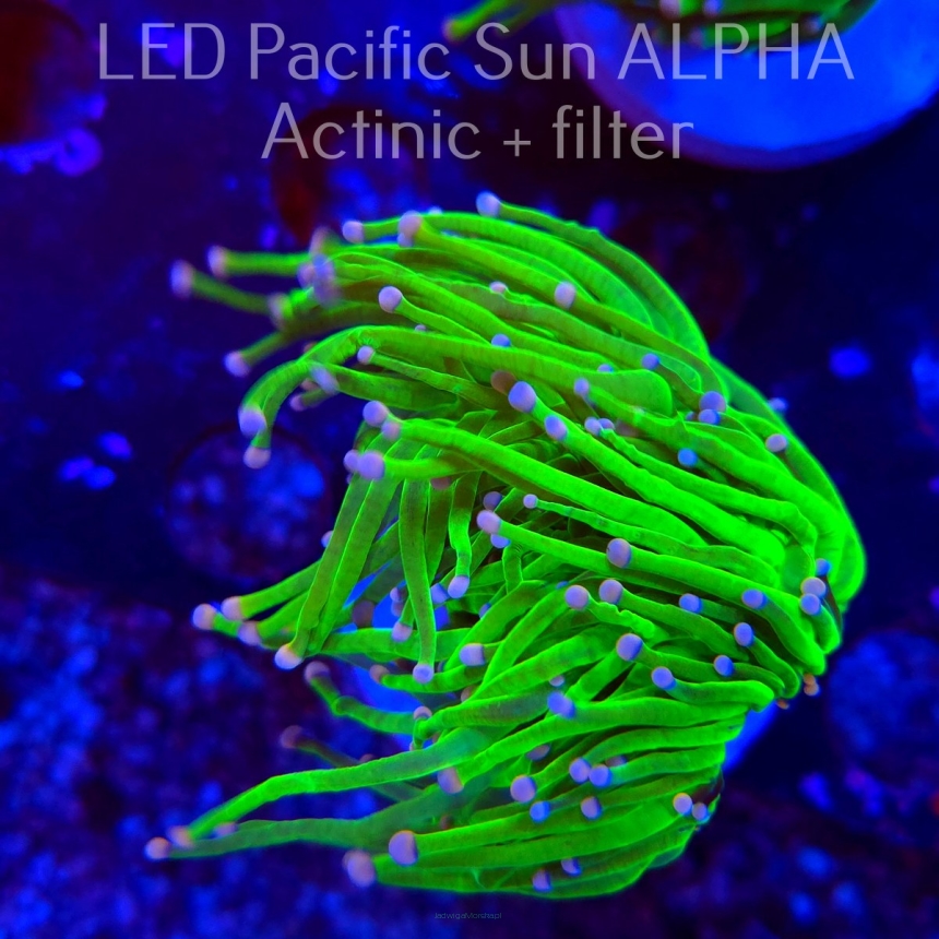 Euphyllia glabrescens CHERNOBYL BLOCK 4 (26.01.2025)