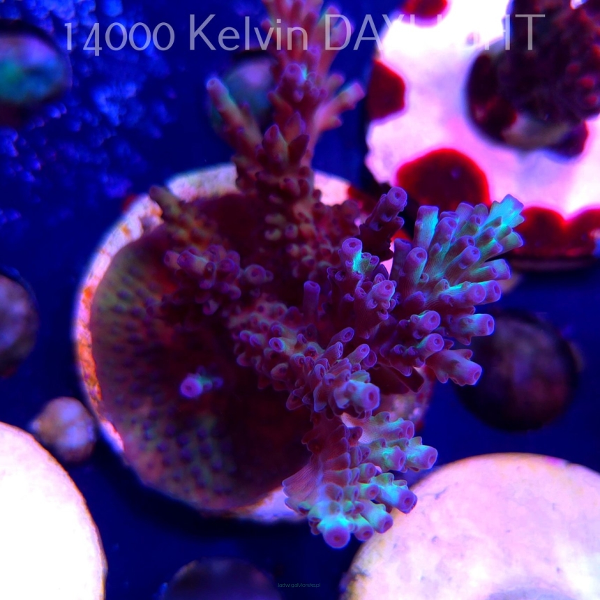 Acropora MICROCLADOS PINK (20.03.2025) L1-I-5  8cm