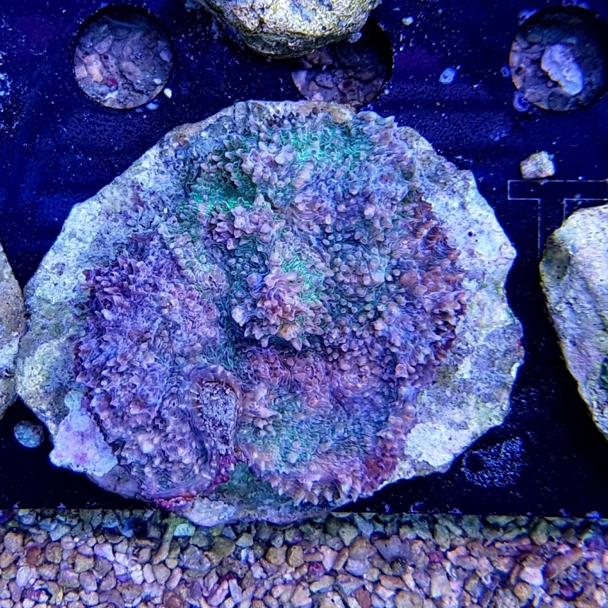 Echinophyllia sp. BLUE and RED