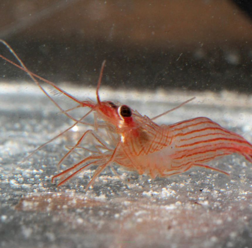 Lysmatella VITTATA 3 cm (na aiptazję)