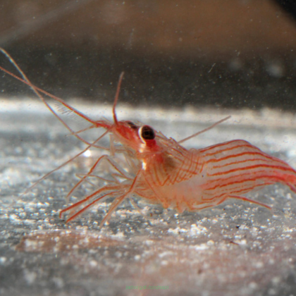 Lysmatella VITTATA 3 cm (na aiptazję)