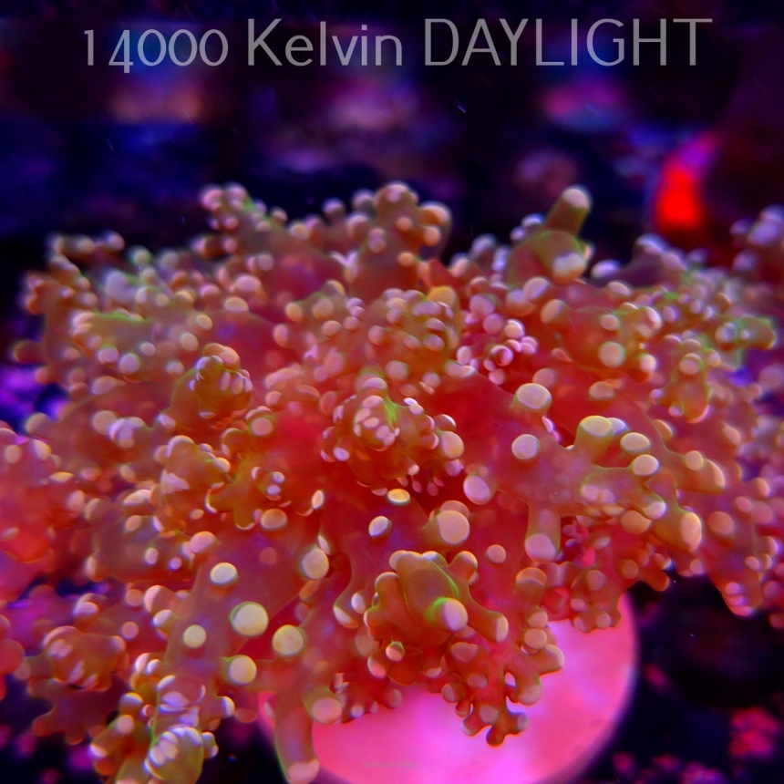 Euphyllia paradivisa Golden Octospawn (09.03.2025)
