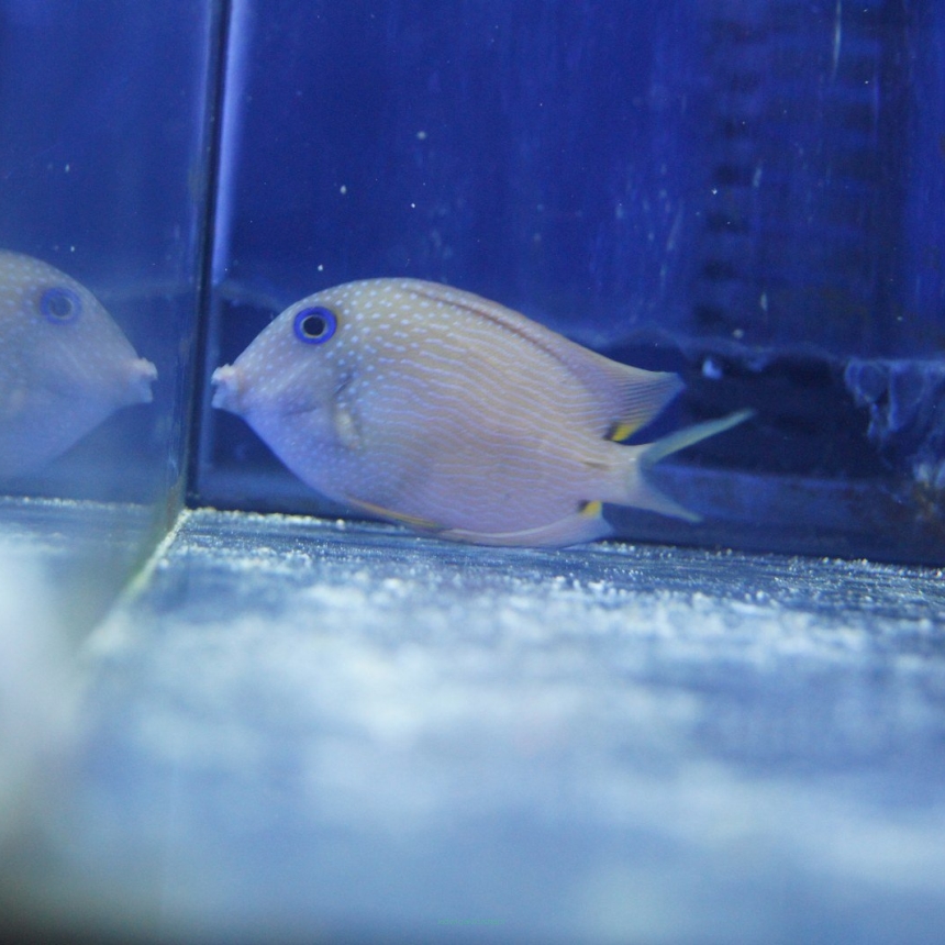 Ctenochaetus strigata (Blue Eye Tang) rozmiar 8 cm