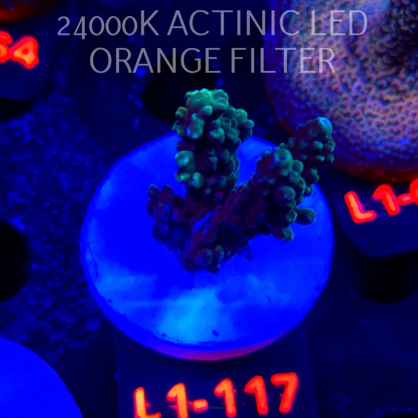 Acropora sp. AUSTRALIA (11.10.2025) L1-117  3cm