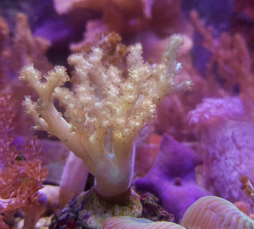 Capnella spp.