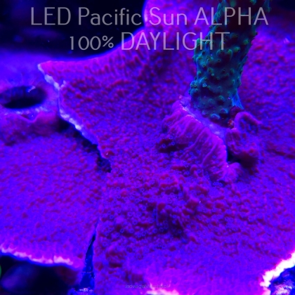K.O. MONTIPORA CAPRICORNIS PURPLE  3-4cm
