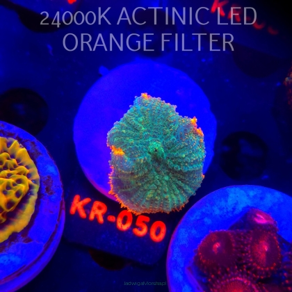 Rhodactis inchoata TEQUILA SUNRISE (01.02.2026) KR-050