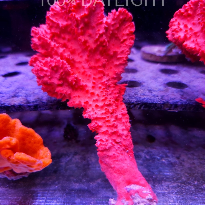 Stylotella aurantium ORANGE SPONGE (01.07.2024)