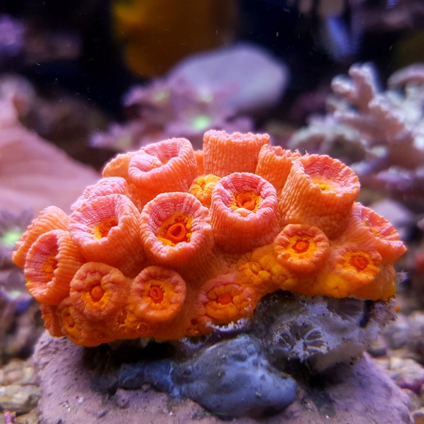 Tubastrea spp. orange