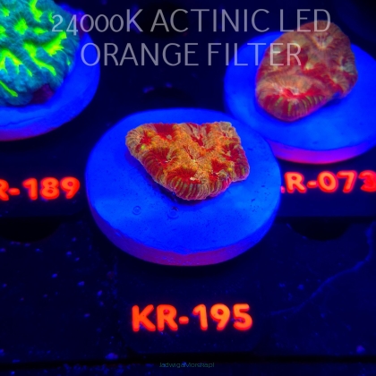 Favites ULTRA War Coral (22.01.2026) KR-195  3cm