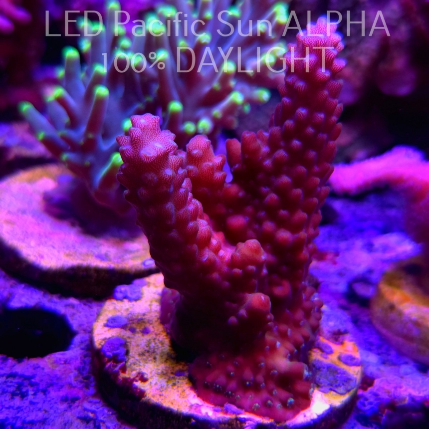 Acropora humilis (18.09.2024) L4-II-5  7cm