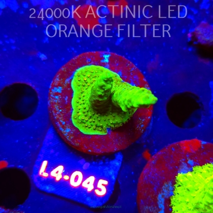 Acropora RR RAINBOW LOOM  (06.01.2026) L4-045  4cm