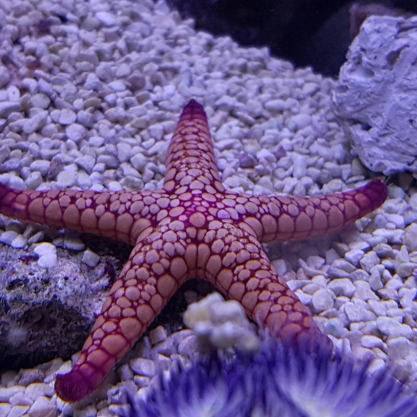 Fromia sp. (Starfish Red - rozgwiazda czerwona) rozmiar 6-7 cm