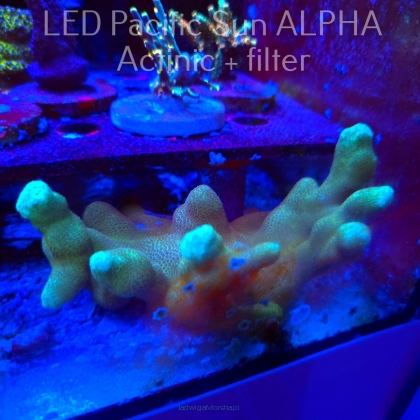 Porites cylindrica YELLOW (23.11.2024)  12cm