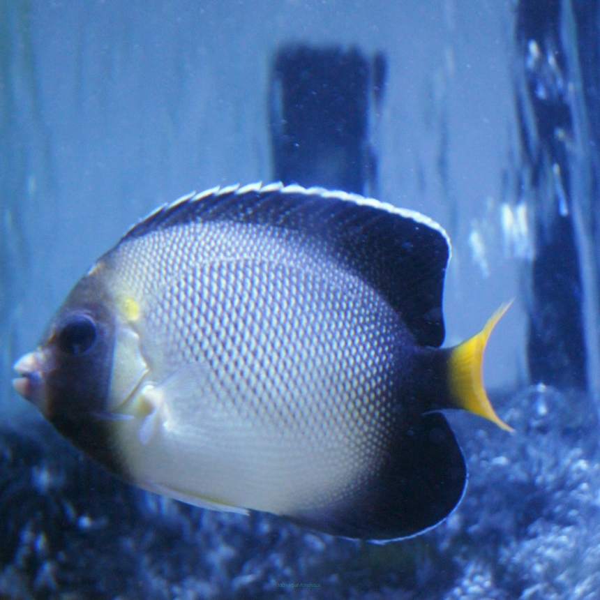 Apolemichthys xanthurus (Cream Angel) rozmiar 8 cm