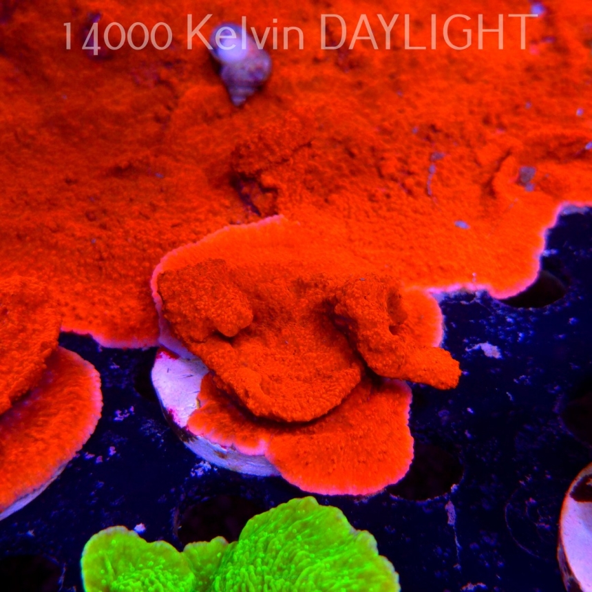 Montipora sp. RED East Australia (04.05.2025)  7cm