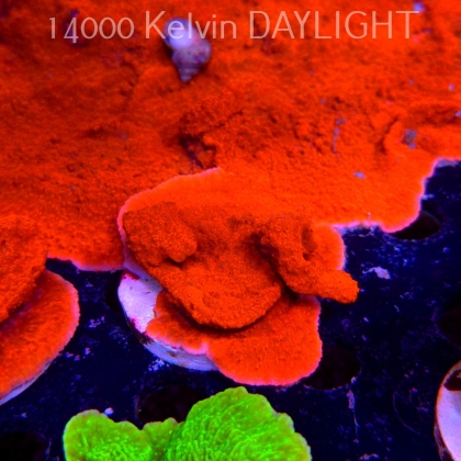 Montipora sp. RED East Australia (04.05.2025)  7cm