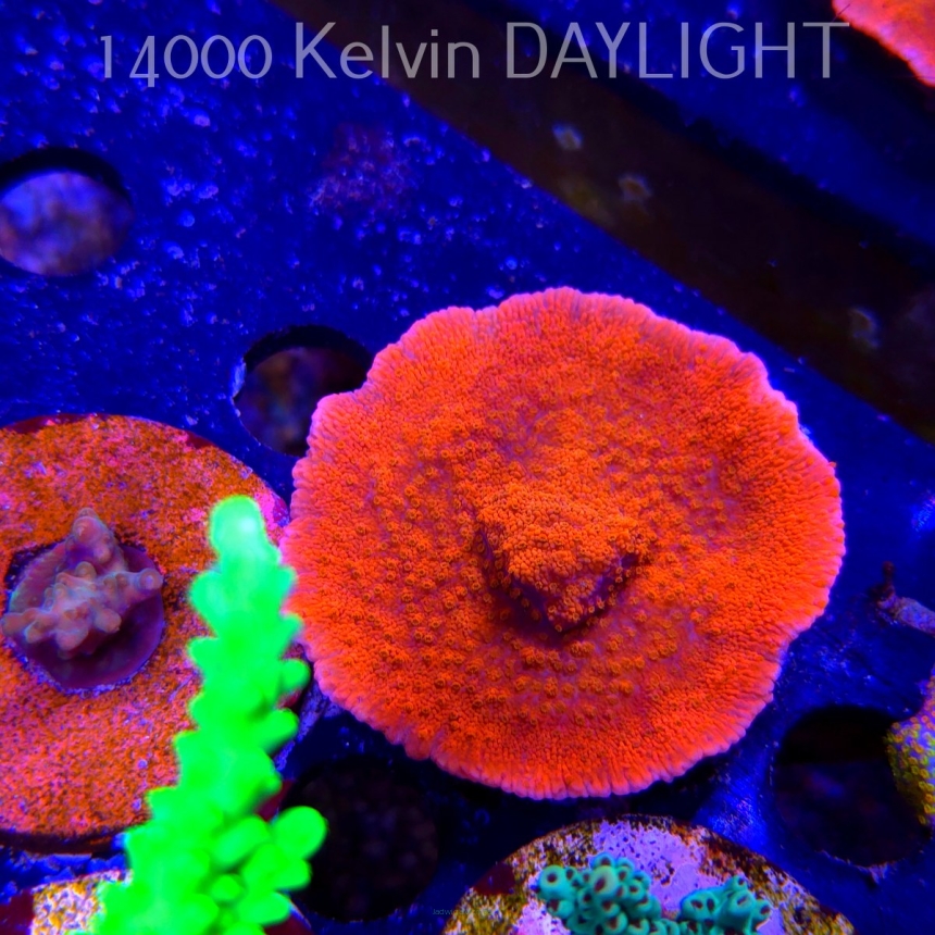 Montipora SPECIAL RED (21.06.2025) L4-II-32  7cm