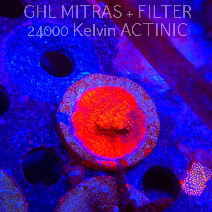 Montipora SPECIAL RED (20.02.2025) L4-II-32  5cm