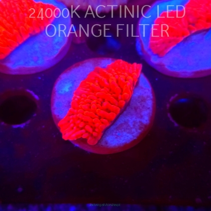 Montipora JASON FOX MEAN STREAK (21.02.2026)  5cm