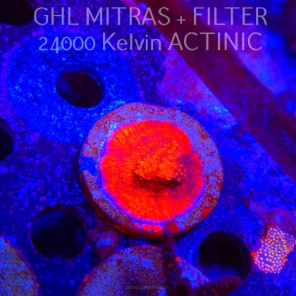 Montipora SPECIAL RED (20.02.2025) L4-II-32  5cm