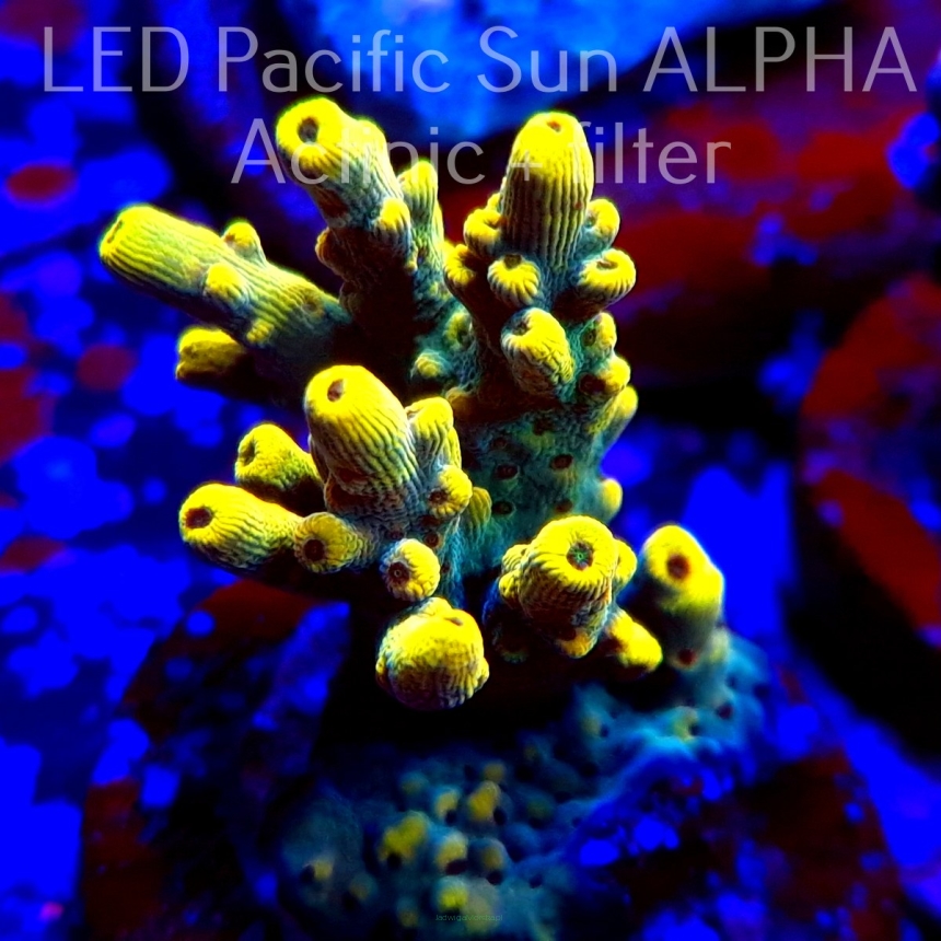   Acropora lokani ATL BANANA (12.09.2023) MM3  3cm