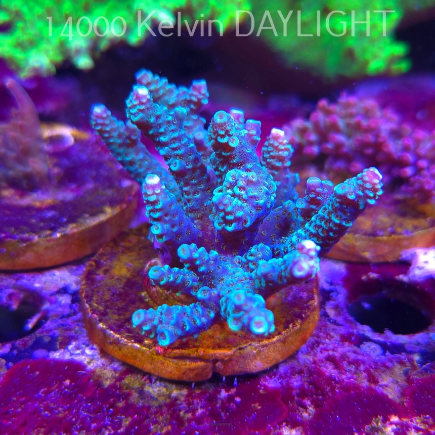 Acropora spathulata BLUE (06.11.2025) MM1-III-20  7cm