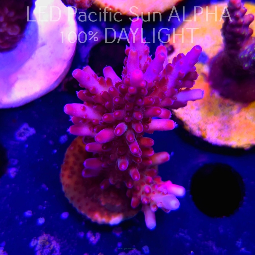 Acropora JMC PINK DREAM (03.09.2024) L3-I-29  7cm