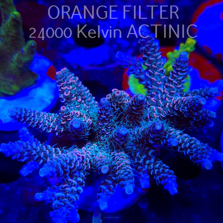  Acropora MILLEPORA PINK (19.06.2025) L3-III-23  9cm