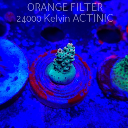 Acropora Jason Fox's Fox Flame Acro (21.06.2025) L4-III-2  2cm