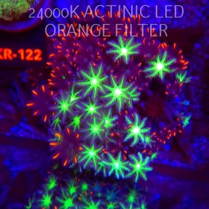 Clavularia PAPAYA DUO ORANGE + TOXIC GREEN (20.02.2026)  10cm