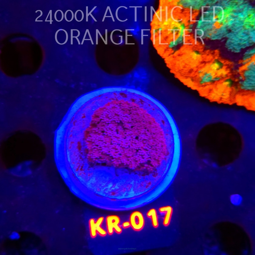 Goniopora BLUE-PURPLE (07.02.2026) KR-017  3cm