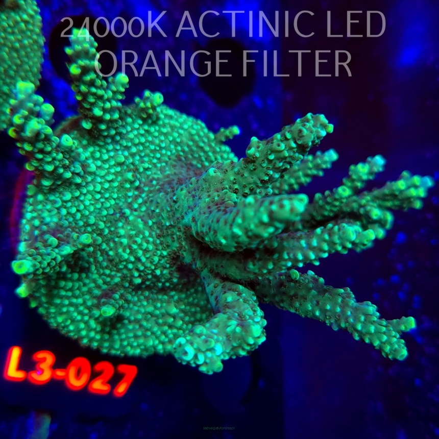 Acropora FOREST FIRE (19.06.2025) L3-III-32  4cm